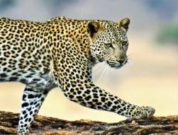 ǽӢ266:A leopard can't change its spots ɽ׸ı